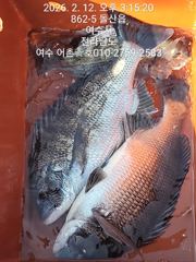 감성돔 선상찌낚시