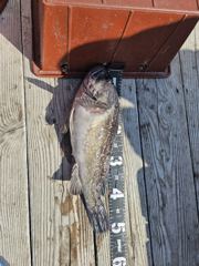 진도해오름호 3월14일 우럭조황