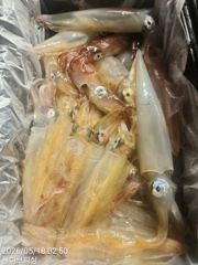 5월 18일 몰디브 한치 조황