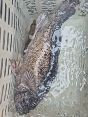 2026.5.23 강원도 고성 봉포 락피싱 조황