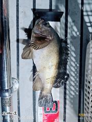5월 8일 볼락 캐스팅 조황 입니다