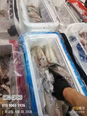 진해꾼낚시 오늘 정상출항합니다