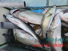 7월2일 생새우외수질낚시