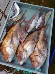 [통영 선외기 태성레저]참돔 꼬라박기 71/69/65외 조황