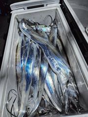 8월 4일 갈치조황입니다.