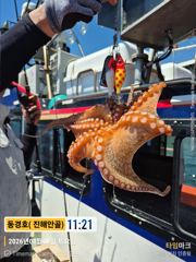 동경호~ 2일돌문어조황( 목욜.예약가능)
