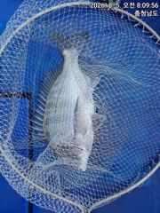 외만권 감성돔 선상 다녀 왔습니다