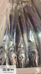 제주대박호 갈치조황 올립니다 (2.2kg 용가리)