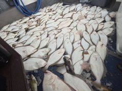 [광어조황] 8월8일(토) 광어 조황입니다