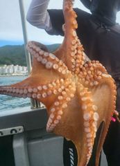 삼천포돌문어 8/8(토요일)조황입니다 (돌문어 출조전문점과 함께하세요)