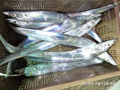 통영뉴명성호))먼바다대갈치줄조황입니다(긴급자리여유010.3569.4607)