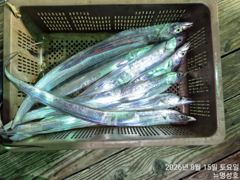 통영뉴명성호))먼바다대갈치줄조황입니다(긴급자리여유010.3569.4607)