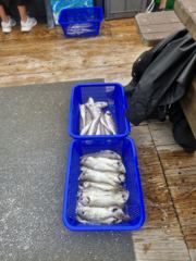 조황정보 - 2026년 8월 16일 타이탄호 조황사진입니다 - 궁평항 마지막슈퍼낚시,배낚시,바다낚시