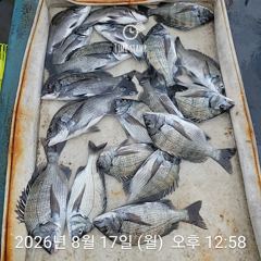 선상 감성돔 찌낚시 조황입니다.