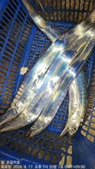 8월17일여수은갈치호 먼바다백도권 갈치조항
