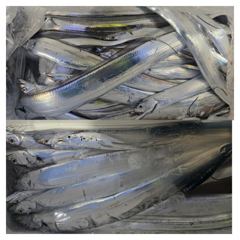 [통영] 텐빈,텐야로 갈치 손맛,입맛,눈맛(수욜 자리널널)
