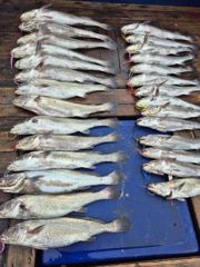 조황정보 - 8,16 격포새천년호 민어 마릿수 좋아지네요ㆍ - 격포 새만금낚시,배낚시,선상낚시