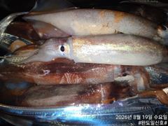 [갈치조황] 완도 일신호 갈치 조황(2026.8.19)
