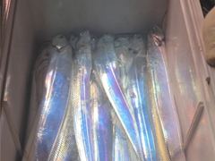 통영 먼바다 갈치 조황  기상만 좋으면 매일매일 출발 합니다
