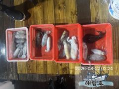 8월21일 무늬오징어 조황입니다!