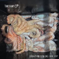 완도은솔호 문어조황입니다