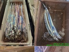 [통영] 통영서진호 14석 >> 먼먼~바다~ 씨알좋은 갈치 조황 입…