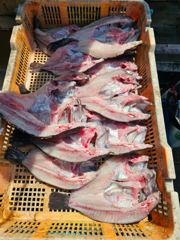 2026.08.23일 조황