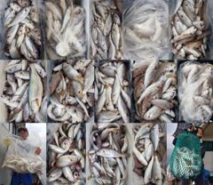 [백조기조황] 8월22일 왕백조기 전원 쿨러조황