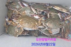 2026년8월23일 발키리호 꽃게낚시  잡은신분은 쿨러 가득