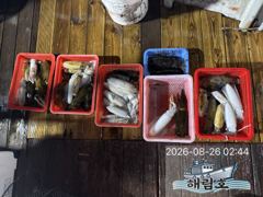 8월25일 무늬오징어 조황입니다!