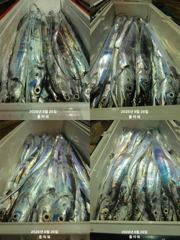 [여수플라워호] 26일 갈치 조황입니다. 010-2004-5524