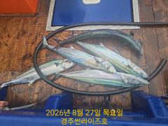 27일 오후 대삼치 조황