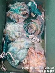 속초대포항 두령호 문어 조황입니다
