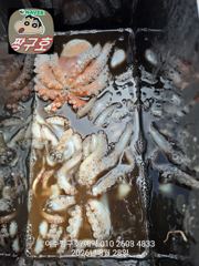 여수 짱구호 8월28일(금) 문어(총100여수)조황