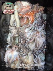 여수 짱구호 8월30일(일) 문어(100여수)조황 ☆갑오징어.쭈꾸미☆출조 모집