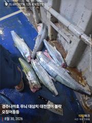 30일 대삼치 조황 굿 ~~~