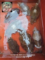 여수 짱구호 8월31일(월)갑오징어 탐사 조황