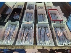 자유게시판 - 무창포 피싱위너 1자리 양도합니다