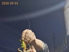 [부산] 씨알 좋은 무늬오징어!!! 오늘도 갑니다!
