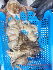 쭈꾸미. 잡으로. 오세요