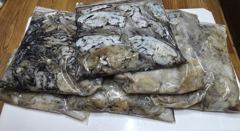 9월2일 야무진2호 조황