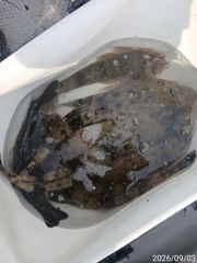 [거제] #거제어구수성호#농어 낭태 등 금일조황
