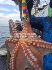 9월3일 군산 홈런호 야간 문어 출조 하였습니다.바람 불고 배는 춤을추고 힘든상황속에서 문어는 올라와 줍니다. 실시간 구경들 하세요.