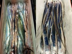 [통영] <<통영-해성피싱>> 갈치 줄태우기~마릿수 조과 ㅎㅎ 풀치속 대…