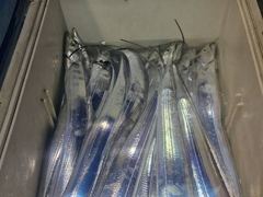 [[ 통영 항진피싱 ]] 멀~리 4시간 출항하여 大갈치~~ 통영에 갈치 입성 !!!! 기상만 좋아지면 바~로 출발 합니다~~~~~ [[3일입항조항]]