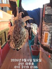 9월 6일 군산마루호 쭈꾸미 최종조항~☆
