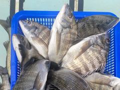 [마산] 진동 피싱스타// 감성돔 마리수(52수) 퍽~퍽~~!!!