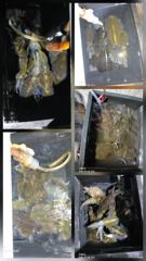 무늬팁런...초 대박..감자~~무 까지 ..230수오버..