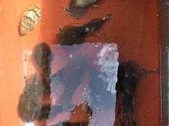 [통영] (풍화리)새풍화레저 무늬 25수 & 백조기 마리수 조황
