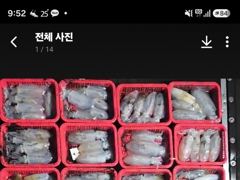 욕지권 무늬오징어 9/7 새벽 철수조황! 187수!오늘자리18시출항~